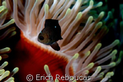 Domino Damselfish and anemone.
Ap. set to make the fish ... by Erich Reboucas 